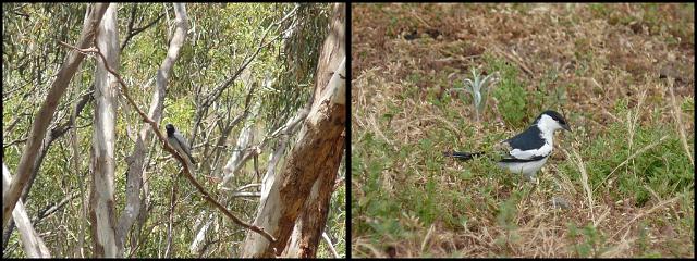 (16) Cuckoo Shrike, White-winged Triller.jpg